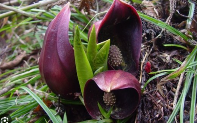 Natural Lands Shares Why Skunk Cabbage Is Smelly & Where To Spot This Spring