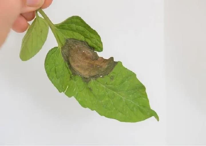 “Tomato Blight or Something Else?” Webinar | Penn State Extension, Chambersburg