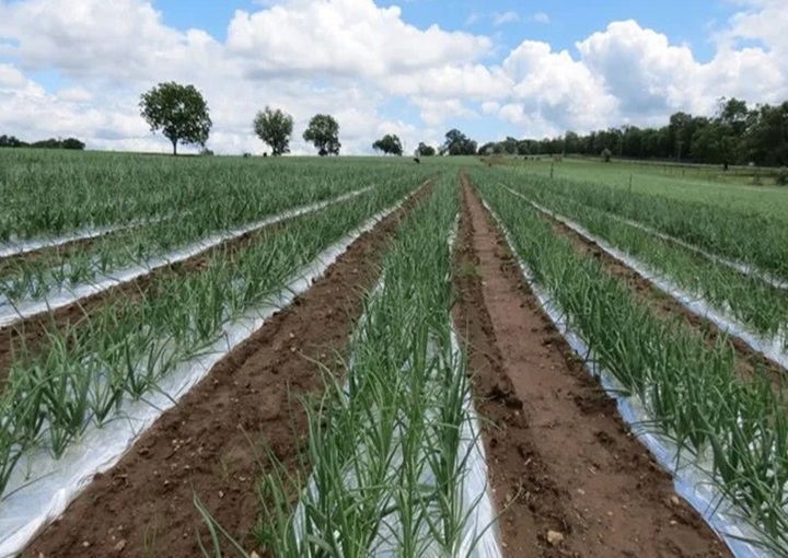 “Stop the Rot: Combating Onion Bacterial Diseases” Webinar | Penn State Extension, Chambersburg